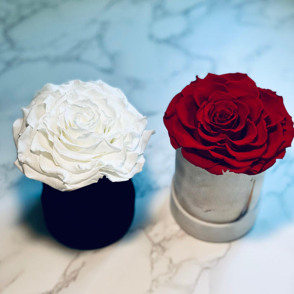 Single Suede Jumbo Rose Box - Preserved Rose - Madame De Fleur