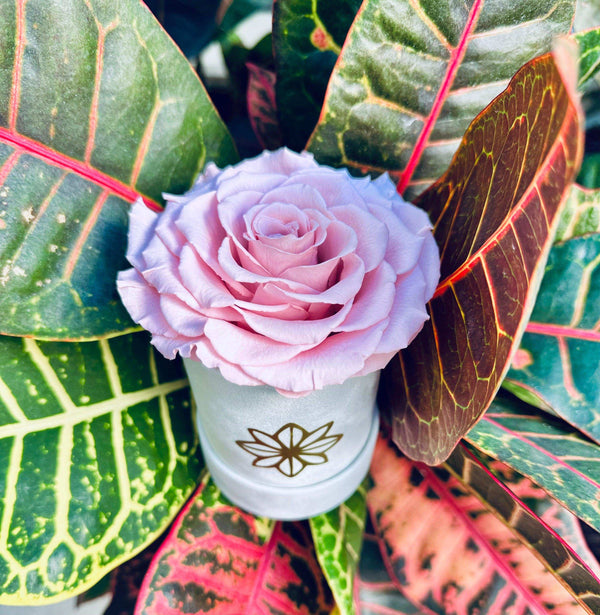 Single Suede Jumbo Rose Box - Preserved Rose - Madame De Fleur