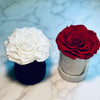 Single Suede Jumbo Rose Box - Preserved Rose