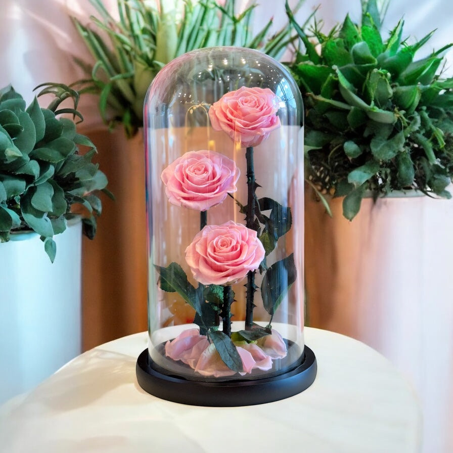 La Belle et La Bête Trio Pink Preserved Roses - Madame De Fleur