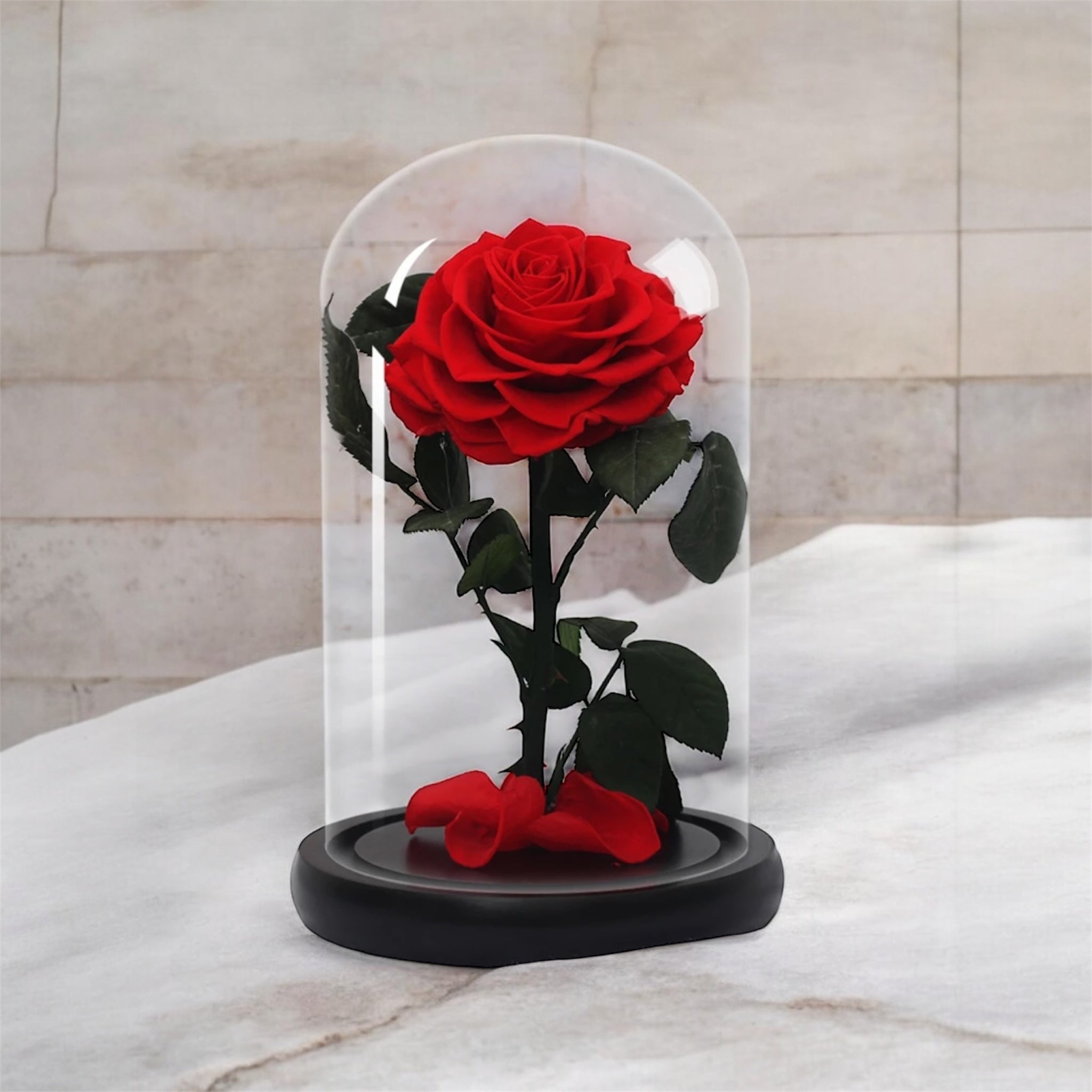 Beauty & The Beast - Red Preserved Rose - Madame De Fleur