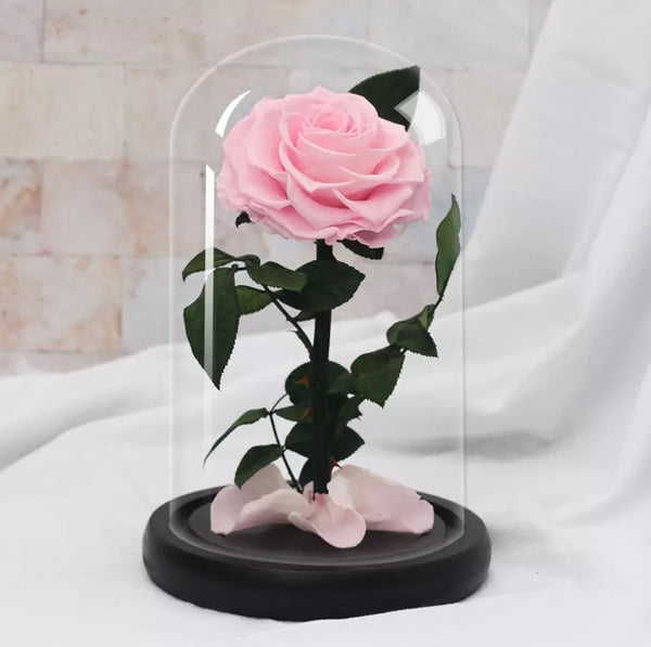 Beauty & The Beast Pink Preserved Rose